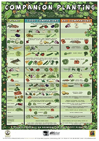 Companion_Planting